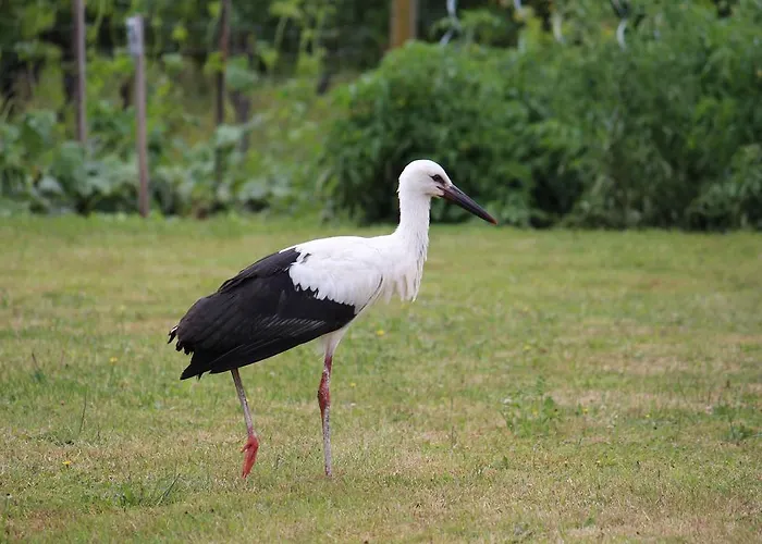 Σπίτι διακοπών Demeure D'alienor Saint-Thomas-de-Cônac